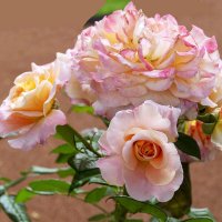Розы из вазона в Летнем саду ... :: Стальбаум Юрий 