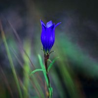 Синенький цветочек. :: Анатолий Бахтин