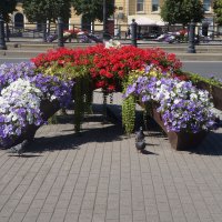 цветы и голуби :: zavitok *