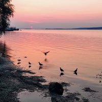 Розовый закат и кулики на Волге :: Ната Волга