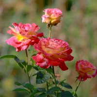 в августе  роза  цветет ... :: Andrey Bragin 