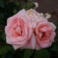 Розы.... :: Алёна Савина