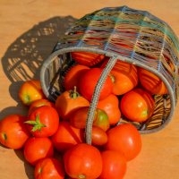 Урожай помидор :: александр 