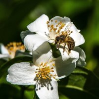 Пчела на цветках жасмина. :: Владимир Безбородов