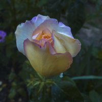 Бутон жёптой розы :: Валентин Семчишин