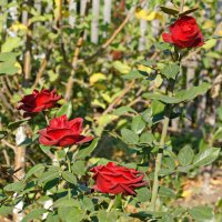 Цветение розы в саду. :: сергей 