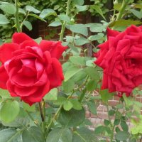 Чайно-гибридные розы :: Наиля 