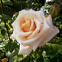 Прекрасная роза. :: VasiLina *