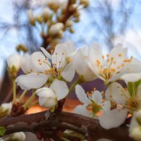 Весна :: Ульяна Северинова Фотограф