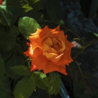 Оранжевая роза :: Валентин Семчишин