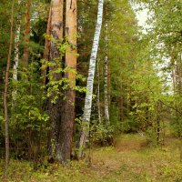 В лесу начало сентября... :: Нэля Лысенко