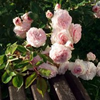 Розы монастырского сада :: Galina Solovova