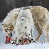 Белые волки :: SanSan 
