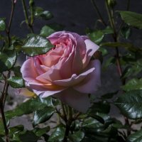 Розовая  роза :: Валентин Семчишин