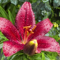 Мир  цветов,лилия и капли дождя :: Валентин Семчишин
