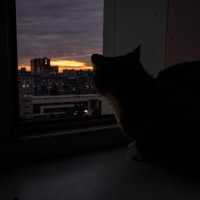 Наблюдения кошки за закатом =) :: Te5La 