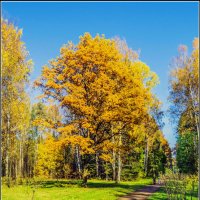 Осенняя краса пейзажей Павловского парка :: Стальбаум Юрий 