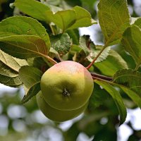 Яблоки в саду. :: Михаил Столяров