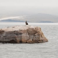 Воин Света. :: Михаил Жуковский