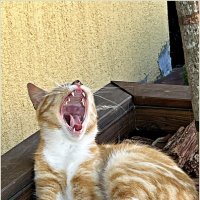 Фотосессия зеленоградского кота. :: Валерия Комова