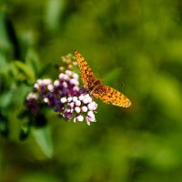 Было лето :: Анатолий Синица