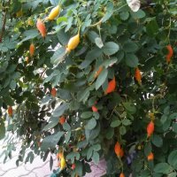 Плоды шиповника летом :: Gopal Braj