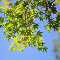 Японский клён Клён дланевидный Acer palmatum :: wea *