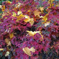 Осенние листья шумят и шумят... :: Вера Щукина