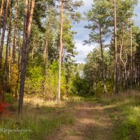 Лесная тропинка в любимом лесу. :: Анатолий Клепешнёв