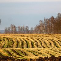 Полюшко-поле... :: nadyasilyuk Вознюк