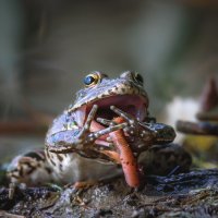 Про лягушку и червя :: Александр К.