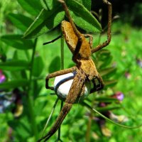 Павук з цікавою назвою пізаура дивовижна (Pisaura mirabilis) :: Ivan Vodonos