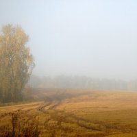 Туман ложится на поля, скрывая за собой березы. :: nadyasilyuk Вознюк