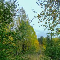 Осенний лес :: Светлана Кузнецова