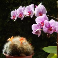 орхидея и ребуция :: linnud 