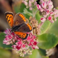 Сегодняшние бабочки на осенних цветах  1 :: Александр Прокудин