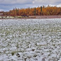 Сентябрь...Травы в снегу на лугу! :: Владимир 