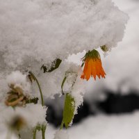 Цветы и снег :: Овсечук Мария 