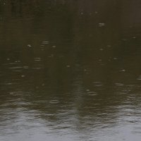Дождь :: Татьяна Шеффель