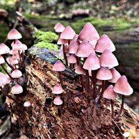 Удивительный мир грибов. :: Валерия Комова