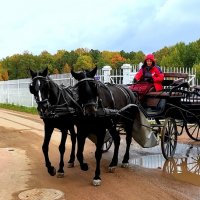 Пара вороных :: Сергей 