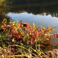 " Осень " смотрит в озеро . :: tamara 