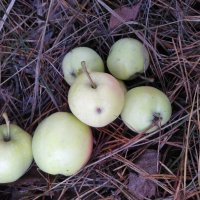 Лесные яблоки :: Gopal Braj