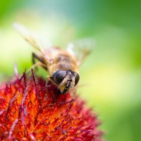 Пчеловидная муха :: Alex Bush