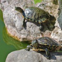 Водяные черепахи :: Светлана 