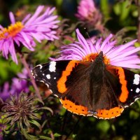 Сегодняшние (7 октября) бабочки на осенних цветах 2 :: Александр Прокудин