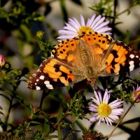 Сегодняшние (7 октября) бабочки на осенних цветах 4 :: Александр Прокудин