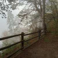 лес и туман :: Heinz Thorns