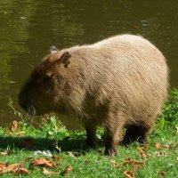 Капибара (Capybara) :: Nina Yudicheva