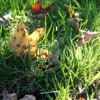 трава  октября - орехи и грибы  .. там :: eugen3 